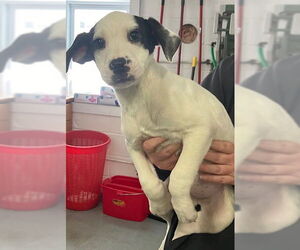 Labrador Retriever-Unknown Mix Dogs for adoption in Sterling, MA, USA