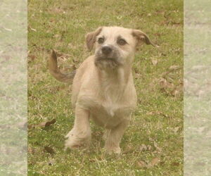 Chihuahua-Unknown Mix Dogs for adoption in FRAMINGHAM, MA, USA