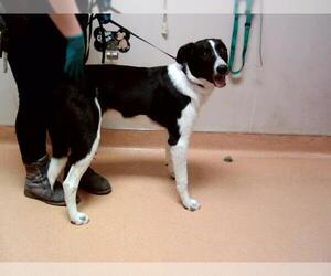 Border Collie-Unknown Mix Dogs for adoption in Martinez, CA, USA