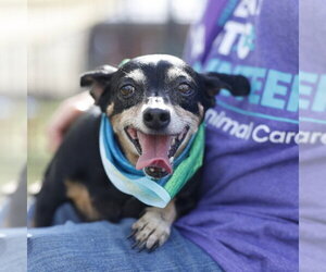 Dachshund-Unknown Mix Dogs for adoption in San Antonio, TX, USA