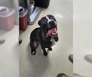 Labrador Retriever-Unknown Mix Dogs for adoption in Newton, NC, USA