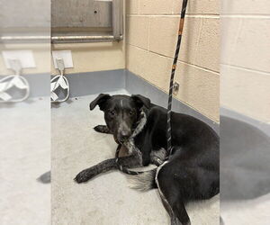 Mutt Dogs for adoption in Louisville, KY, USA