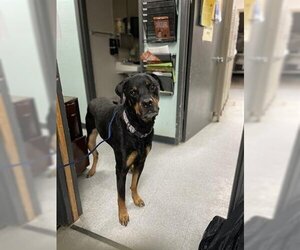 Rottweiler Dogs for adoption in Hanford, CA, USA