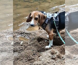 Beagle Dogs for adoption in Staley, NC, USA