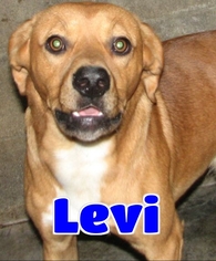 Medium Photo #1 Labrador Retriever-Unknown Mix Puppy For Sale in Lawrenceburg, KY, USA