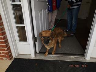 Border-Aussie Dogs for adoption in Murfreesboro, TN, USA