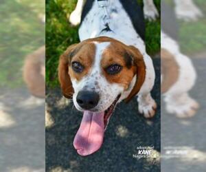 Beagle-Unknown Mix Dogs for adoption in Niagara Falls, NY, USA