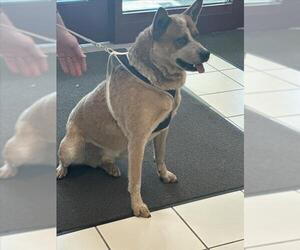 Mutt Dogs for adoption in Derwood, MD, USA