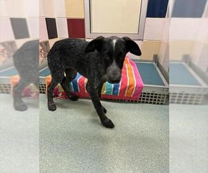 Labrador Retriever-Unknown Mix Dogs for adoption in Plano, TX, USA