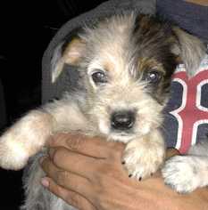 Medium Photo #1 Miniature Schnauzer-Unknown Mix Puppy For Sale in Lakewood, CO, USA
