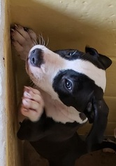 American Staffordshire Terrier Dogs for adoption in Canon City, CO, USA