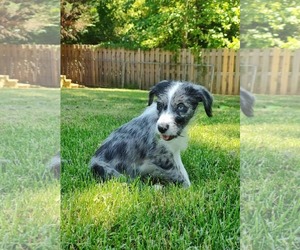 Border-Aussie Dogs for adoption in Fultonham, NY, USA