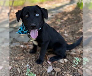 Huskies -Unknown Mix Dogs for adoption in Warrenton, VA, USA