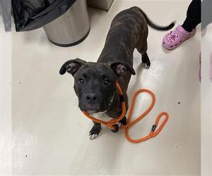 American Pit Bull Terrier Dogs for adoption in Center Township, PA, USA