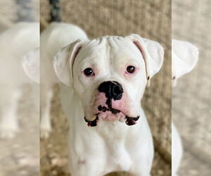 Boxer Dogs for adoption in Austin, TX, USA
