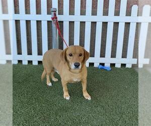 Beagle-Unknown Mix Dogs for adoption in Modesto, CA, USA