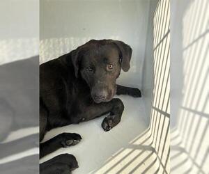American Pit Bull Terrier-Unknown Mix Dogs for adoption in Houston, TX, USA