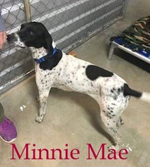 German Shorthaired Pointer Dogs for adoption in Stover, MO, USA