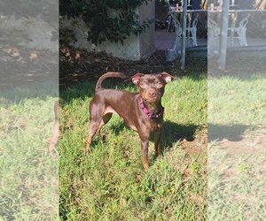 Miniature Pinscher-Unknown Mix Dogs for adoption in Yuba City, CA, USA