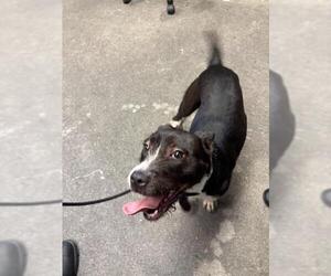 Mutt Dogs for adoption in Downey, CA, USA