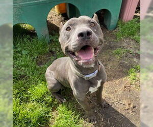 American Pit Bull Terrier-Unknown Mix Dogs for adoption in Modesto, CA, USA