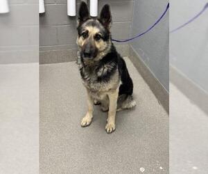 German Shepherd Dog-Unknown Mix Dogs for adoption in Las Vegas, NV, USA