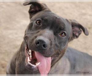 Mastador Dogs for adoption in Fallon, NV, USA
