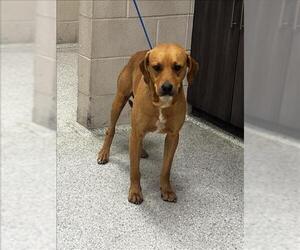Labrador Retriever-Unknown Mix Dogs for adoption in Conroe, TX, USA