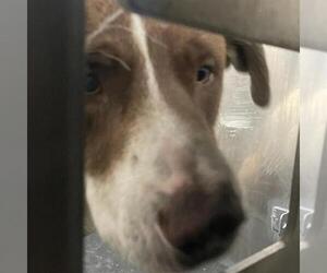 Labrador Retriever-Unknown Mix Dogs for adoption in San Antonio, TX, USA