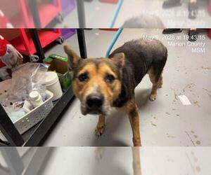 Texas Heeler-Unknown Mix Dogs for adoption in Ocala, FL, USA