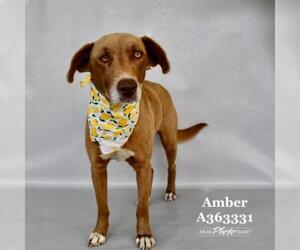 Mutt Dogs for adoption in Conroe, TX, USA