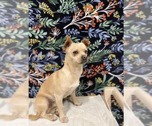 Chihuahua Dogs for adoption in Modesto, CA, USA