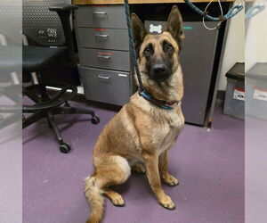 Mutt Dogs for adoption in Long Beach, CA, USA