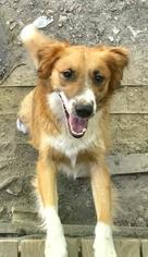 Australian Retriever Dogs for adoption in Warwick, RI, USA