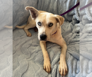 Huskies -Labrador Retriever Mix Dogs for adoption in Holly Springs, NC, USA