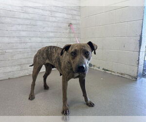Mutt Dogs for adoption in San Bernardino, CA, USA