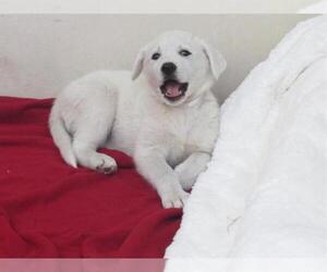 Great Pyrenees Dogs for adoption in Orange, CA, USA