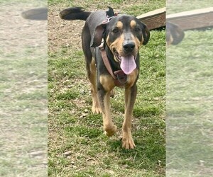 Mutt Dogs for adoption in Elmsford, NY, USA