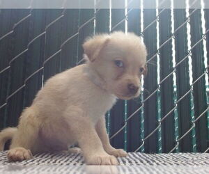 Mutt Dogs for adoption in Downey, CA, USA