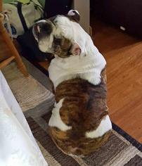 Bulldog Dogs for adoption in Rochester, NY, USA