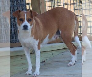 Mutt Dogs for adoption in Green Forest, AR, USA