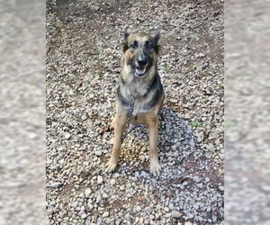 German Shepherd Dog Dogs for adoption in Rocky Point, NC, USA