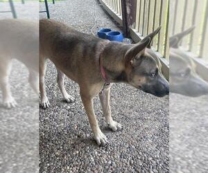 American Staffordshire Terrier-German Shepherd Dog Mix Dogs for adoption in San Antonio, TX, USA