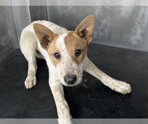 Australian Cattle Dog-Unknown Mix Dogs for adoption in Moreno Valley, CA, USA