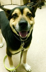 German Shepherd Dog-Pembroke Welsh Corgi Mix Dogs for adoption in Houston, TX, USA