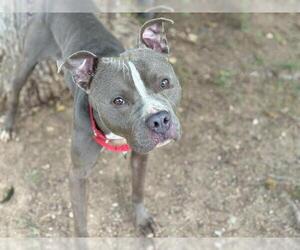 American Pit Bull Terrier-Unknown Mix Dogs for adoption in Waco, TX, USA