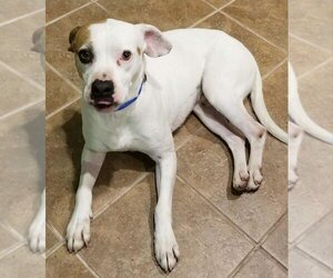 Boxer Dogs for adoption in Ellijay, GA, USA