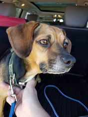 Puggle Dogs for adoption in Cincinnati, OH, USA