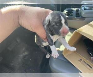 Siberian Husky-Unknown Mix Dogs for adoption in Houston, TX, USA