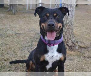 Rottweiler-American Pit Bull Terrier Dogs for adoption in Aurora, CO, USA